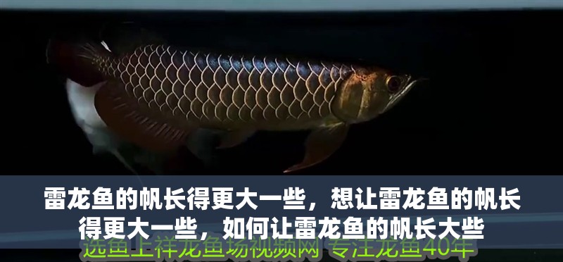 雷龍魚的帆長得更大一些，想讓雷龍魚的帆長得更大一些，如何讓雷龍魚的帆長大些