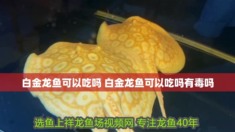 白金龍魚(yú)可以吃嗎 白金龍魚(yú)可以吃嗎有毒嗎