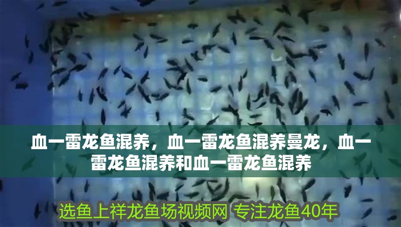 血一雷龍魚(yú)混養(yǎng)，血一雷龍魚(yú)混養(yǎng)曼龍，血一雷龍魚(yú)混養(yǎng)和血一雷龍魚(yú)混養(yǎng)
