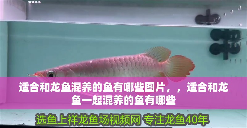 適合和龍魚混養(yǎng)的魚有哪些圖片，，適合和龍魚一起混養(yǎng)的魚有哪些