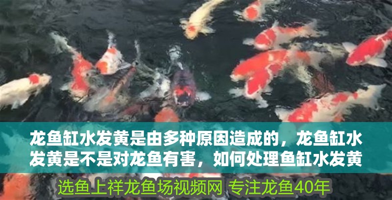 龍魚(yú)缸水發(fā)黃是由多種原因造成的，龍魚(yú)缸水發(fā)黃是不是對(duì)龍魚(yú)有害，如何處理魚(yú)缸水發(fā)黃的問(wèn)題