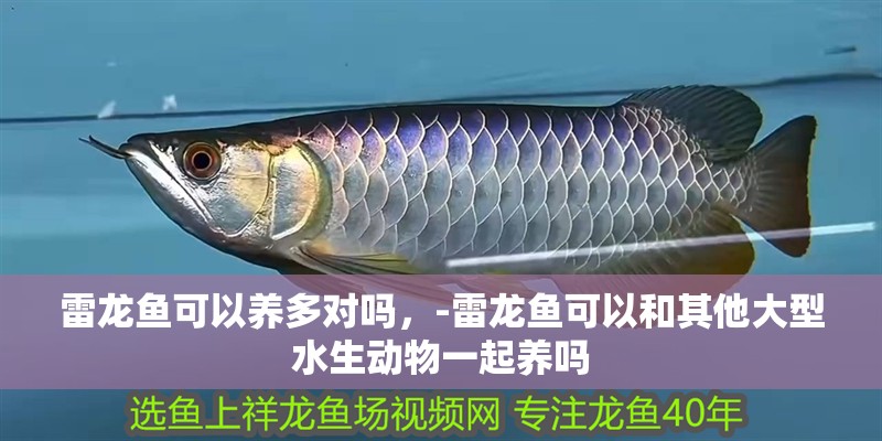 雷龍魚可以養(yǎng)多對(duì)嗎，-雷龍魚可以和其他大型水生動(dòng)物一起養(yǎng)嗎