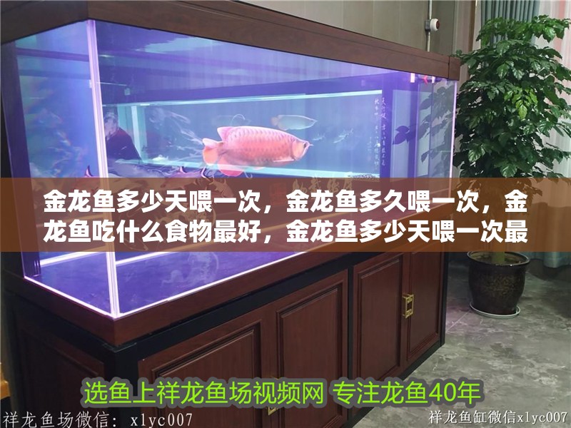 金龍魚多少天喂一次，金龍魚多久喂一次，金龍魚吃什么食物最好，金龍魚多少天喂一次最好