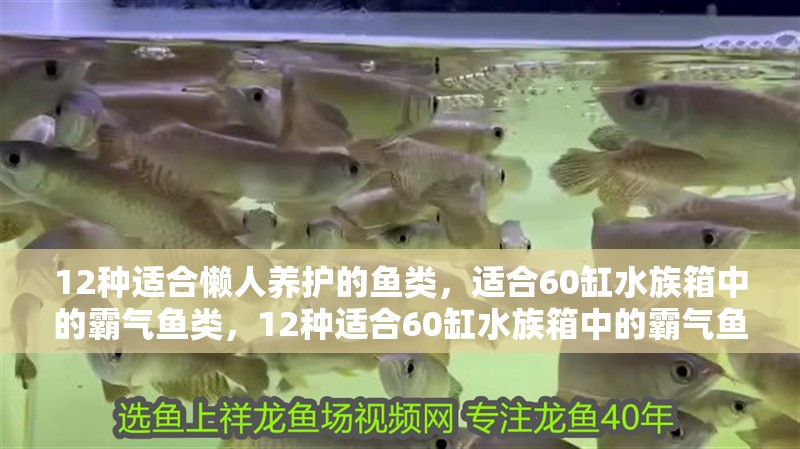 12種適合懶人養護的魚類，適合60缸水族箱中的霸氣魚類，12種適合60缸水族箱中的霸氣魚類