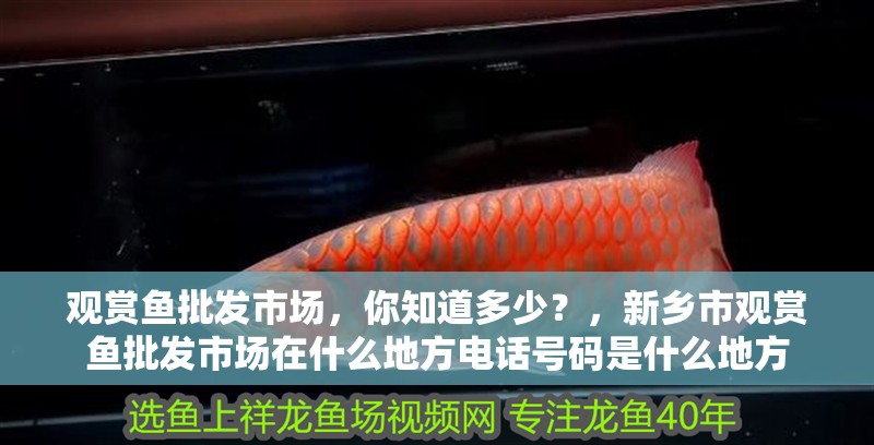 觀賞魚批發(fā)市場，你知道多少？，新鄉(xiāng)市觀賞魚批發(fā)市場在什么地方電話號碼是什么地方