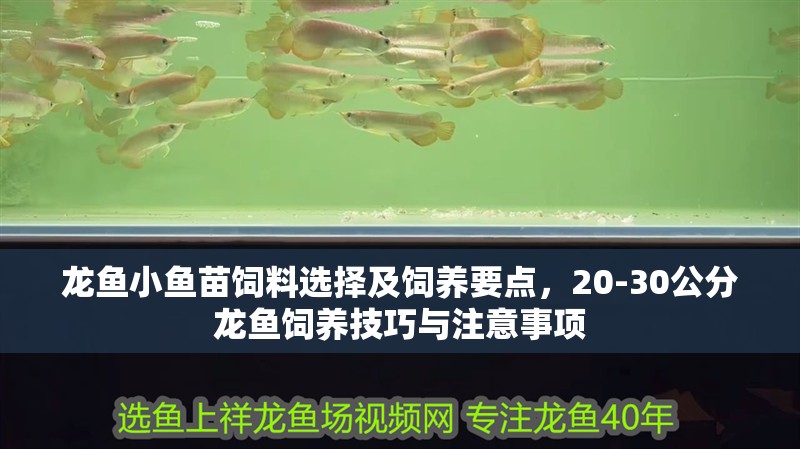 龍魚小魚苗飼料選擇及飼養要點，20-30公分龍魚飼養技巧與注意事項