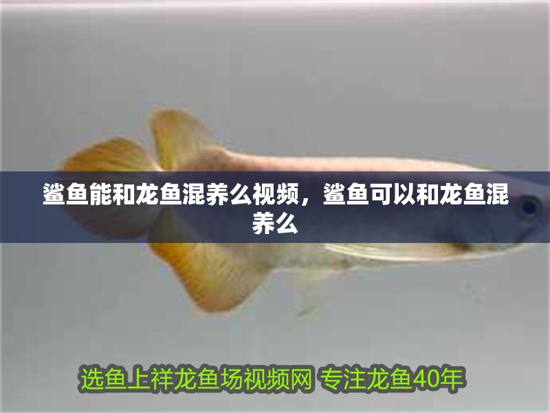 鯊魚能和龍魚混養(yǎng)么視頻，鯊魚可以和龍魚混養(yǎng)么