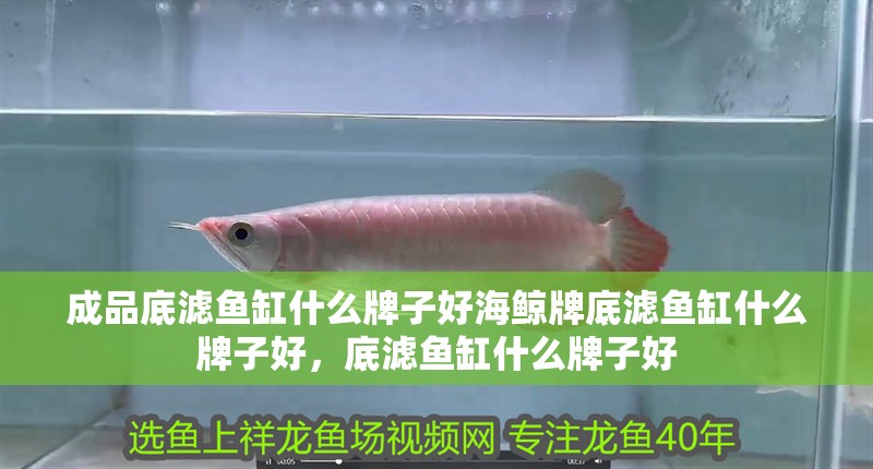成品底濾魚缸什么牌子好海鯨牌底濾魚缸什么牌子好，底濾魚缸什么牌子好