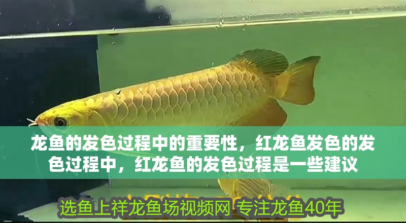 龍魚的發色過程中的重要性，紅龍魚發色的發色過程中，紅龍魚的發色過程是一些建議