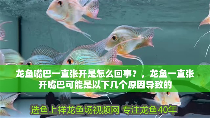 龍魚嘴巴一直張開是怎么回事？，龍魚一直張開嘴巴可能是以下幾個原因導致的
