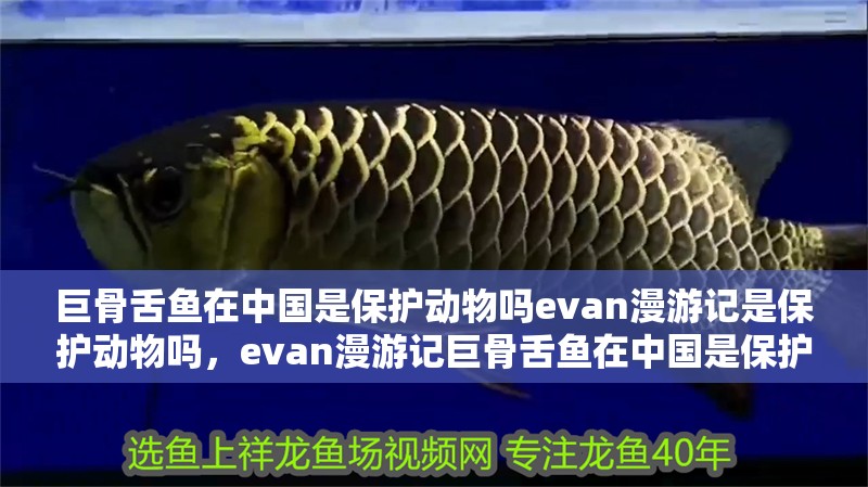 巨骨舌魚在中國是保護動物嗎evan漫游記是保護動物嗎，evan漫游記巨骨舌魚在中國是保護動物嗎