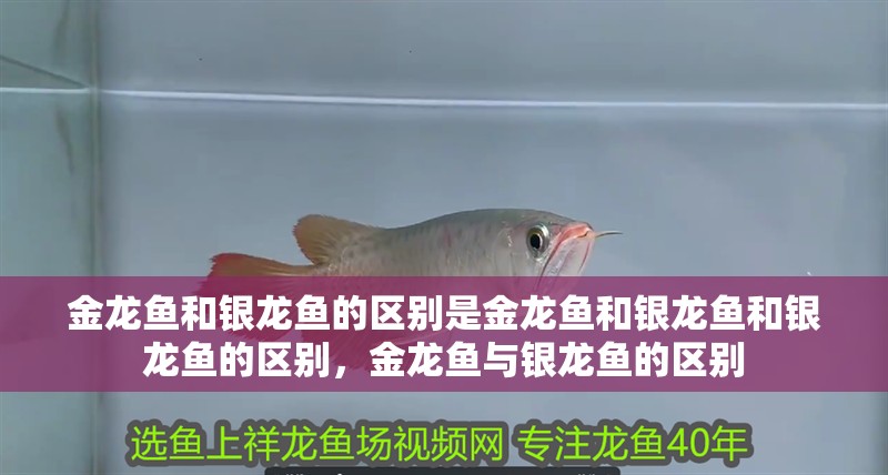 金龍魚和銀龍魚的區別是金龍魚和銀龍魚和銀龍魚的區別，金龍魚與銀龍魚的區別