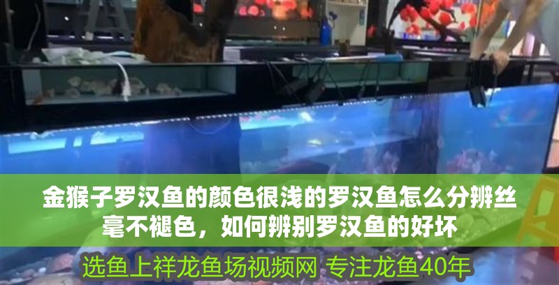 金猴子羅漢魚(yú)的顏色很淺的羅漢魚(yú)怎么分辨絲毫不褪色，如何辨別羅漢魚(yú)的好壞