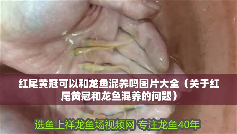 紅尾黃冠可以和龍魚混養嗎圖片大全（關于紅尾黃冠和龍魚混養的問題）