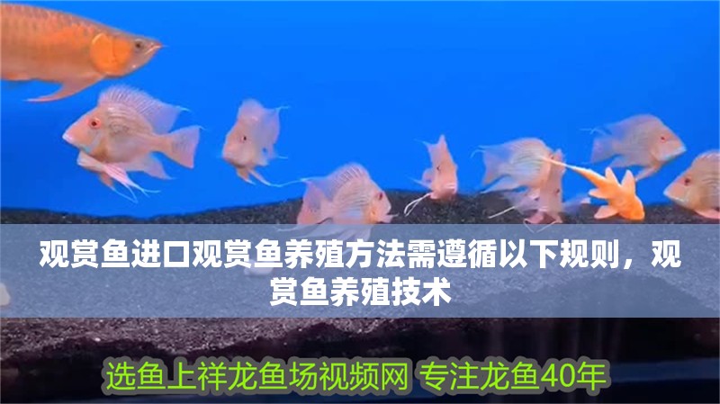 觀賞魚進(jìn)口觀賞魚養(yǎng)殖方法需遵循以下規(guī)則，觀賞魚養(yǎng)殖技術(shù)
