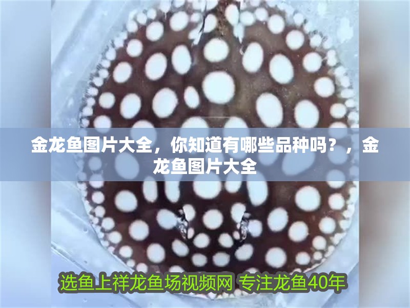 金龍魚圖片大全，你知道有哪些品種嗎？，金龍魚圖片大全