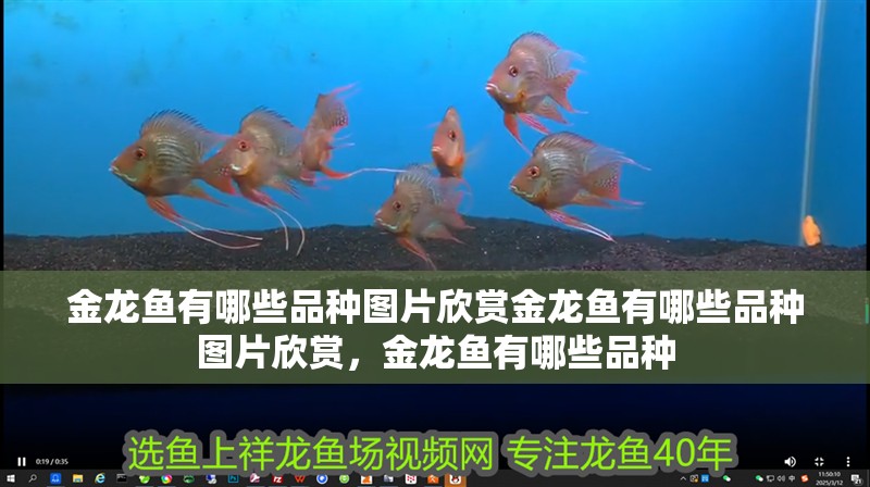 金龍魚有哪些品種圖片欣賞金龍魚有哪些品種圖片欣賞，金龍魚有哪些品種