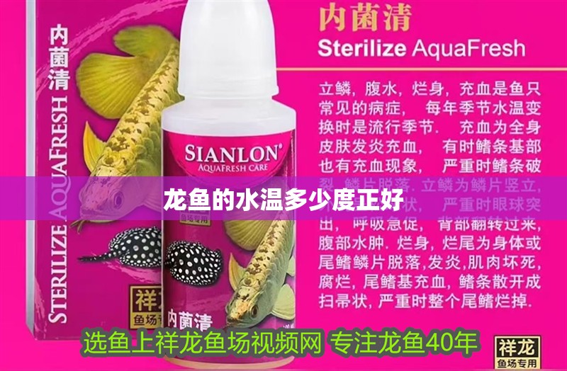 龍魚的水溫多少度正好