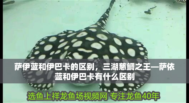 薩伊藍(lán)和伊巴卡的區(qū)別，三湖慈鯛之王—薩依藍(lán)和伊巴卡有什么區(qū)別