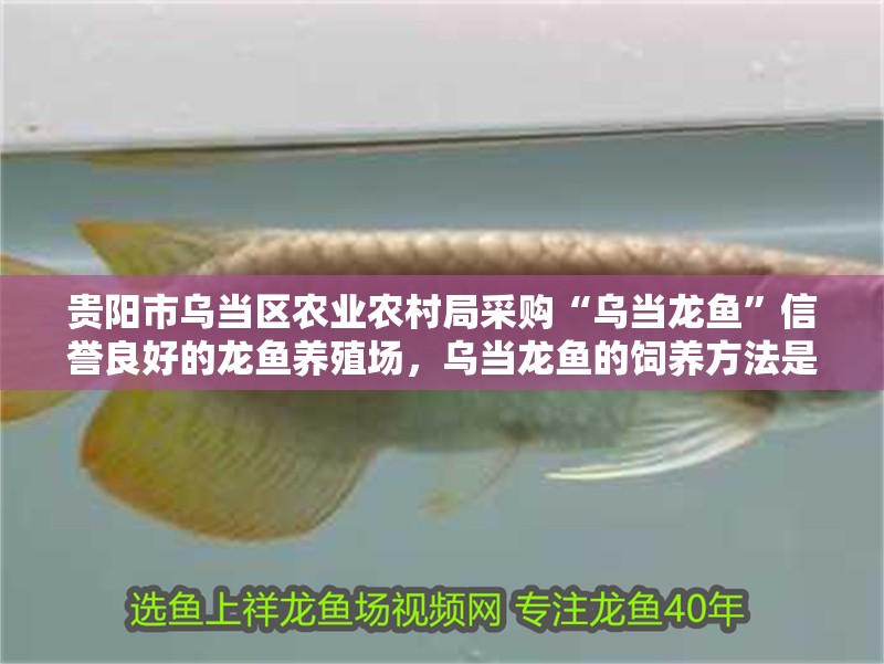貴陽市烏當區(qū)農業(yè)農村局采購“烏當龍魚”信譽良好的龍魚養(yǎng)殖場，烏當龍魚的飼養(yǎng)方法是什么烏當龍魚的飼養(yǎng)方法是什么