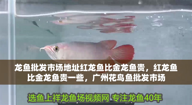 龍魚批發市場地址紅龍魚比金龍魚貴，紅龍魚比金龍魚貴一些，廣州花鳥魚批發市場
