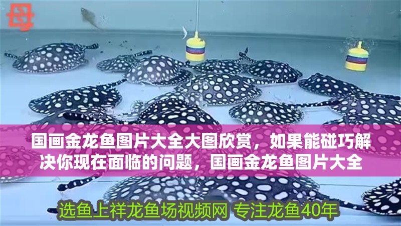 國畫金龍魚圖片大全大圖欣賞，如果能碰巧解決你現(xiàn)在面臨的問題，國畫金龍魚圖片大全