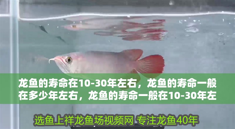 龍魚的壽命在10-30年左右，龍魚的壽命一般在多少年左右，龍魚的壽命一般在10-30年左右，龍魚的壽命會長多久
