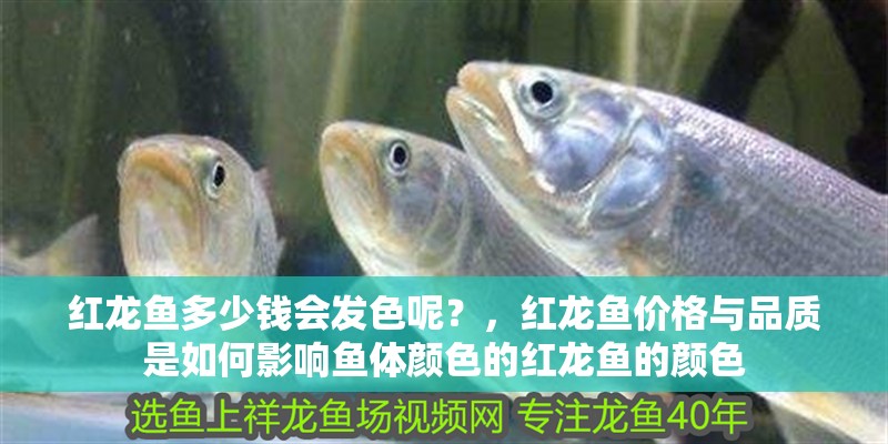 紅龍魚多少錢會發色呢？，紅龍魚價格與品質是如何影響魚體顏色的紅龍魚的顏色