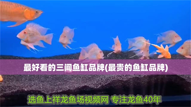 最好看的三間魚缸品牌(最貴的魚缸品牌)
