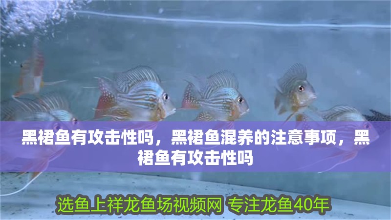 黑裙魚有攻擊性嗎，黑裙魚混養的注意事項，黑裙魚有攻擊性嗎