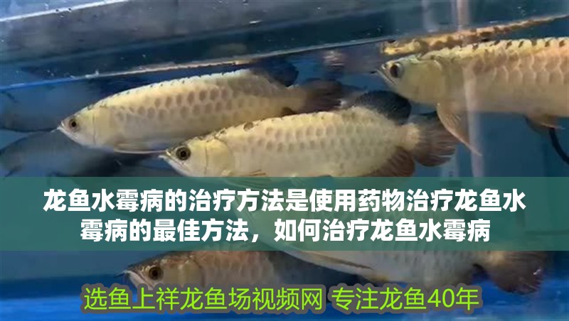 龍魚水霉病的治療方法是使用藥物治療龍魚水霉病的最佳方法，如何治療龍魚水霉病