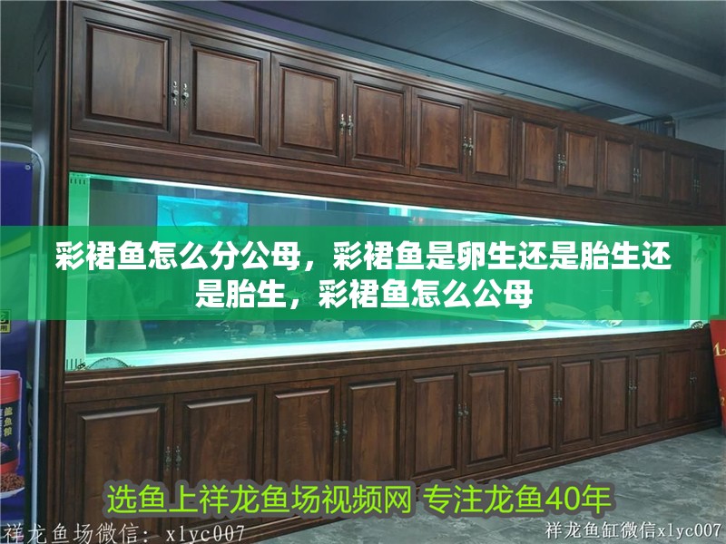 彩裙魚怎么分公母，彩裙魚是卵生還是胎生還是胎生，彩裙魚怎么公母