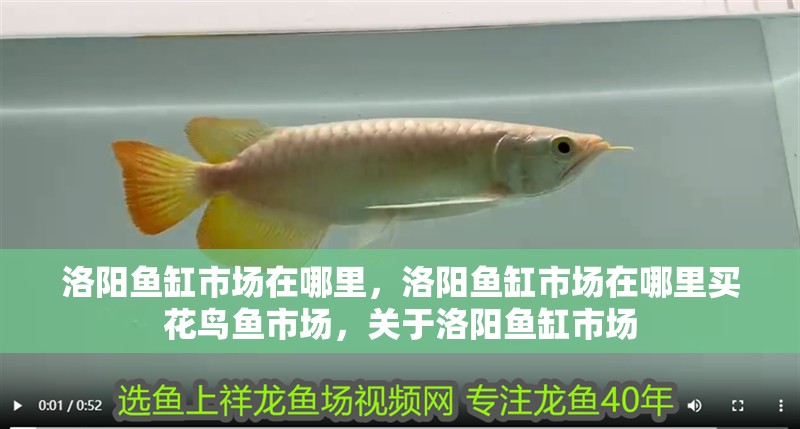 洛陽魚缸市場在哪里，洛陽魚缸市場在哪里買花鳥魚市場，關于洛陽魚缸市場
