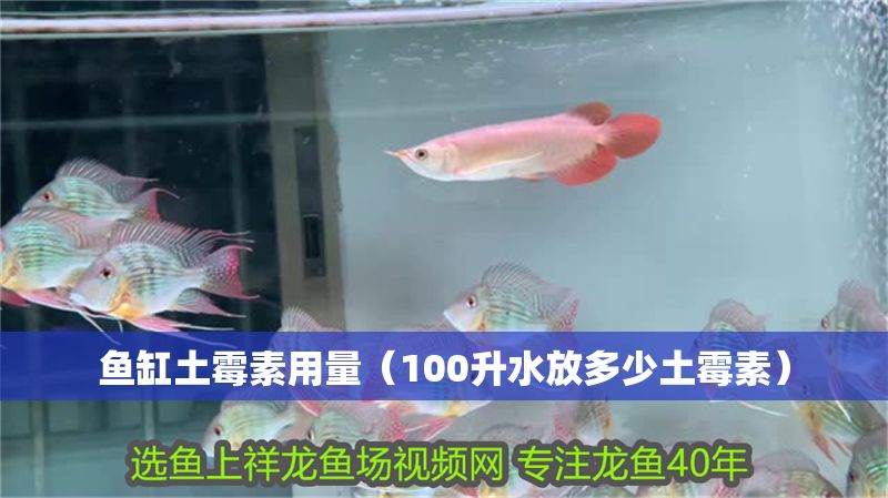 魚缸土霉素用量（100升水放多少土霉素）