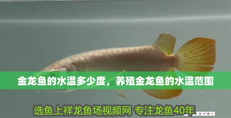 金龍魚的水溫多少度，養殖金龍魚的水溫范圍