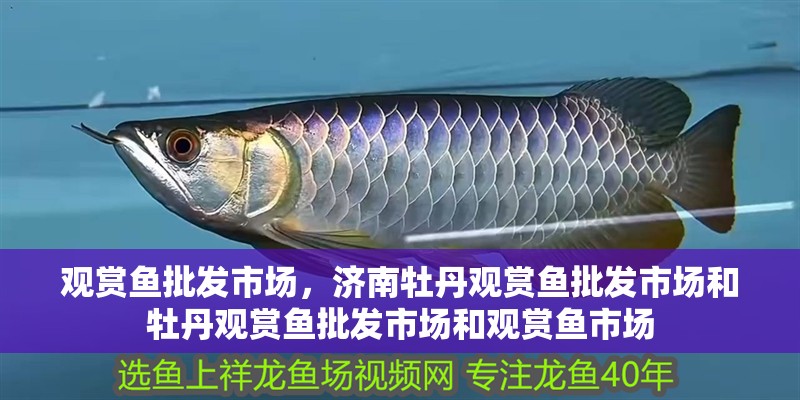 觀賞魚批發市場，濟南牡丹觀賞魚批發市場和牡丹觀賞魚批發市場和觀賞魚市場