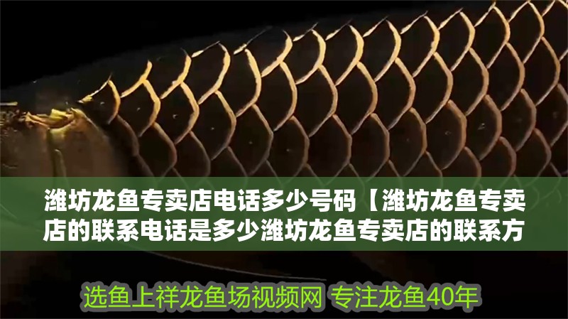 濰坊龍魚專賣店電話多少號(hào)碼【濰坊龍魚專賣店的聯(lián)系電話是多少濰坊龍魚專賣店的聯(lián)系方式】