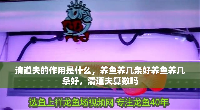清道夫的作用是什么，養(yǎng)魚養(yǎng)幾條好養(yǎng)魚養(yǎng)幾條好，清道夫算數(shù)嗎