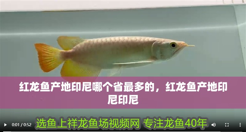紅龍魚(yú)產(chǎn)地印尼哪個(gè)省最多的，紅龍魚(yú)產(chǎn)地印尼印尼
