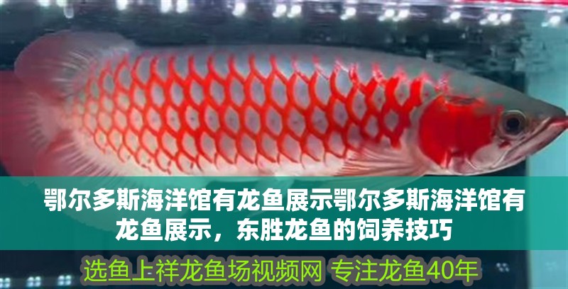 鄂爾多斯海洋館有龍魚展示鄂爾多斯海洋館有龍魚展示，東勝龍魚的飼養技巧