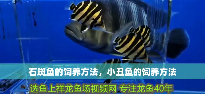 石斑魚的飼養方法，小丑魚的飼養方法
