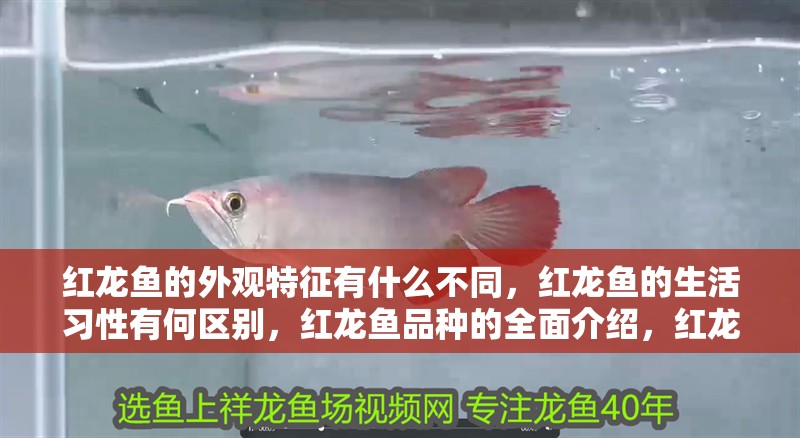 紅龍魚的外觀特征有什么不同，紅龍魚的生活習性有何區別，紅龍魚品種的全面介紹，紅龍魚的生活習性有何不同