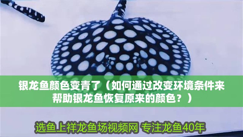 銀龍魚(yú)顏色變青了（如何通過(guò)改變環(huán)境條件來(lái)幫助銀龍魚(yú)恢復(fù)原來(lái)的顏色？） 銀龍魚(yú)顏色變青了（如何通過(guò)改變環(huán)境條件來(lái)幫助銀龍魚(yú)恢復(fù)原來(lái)的顏色？） 觀賞魚(yú)百科 第1張
