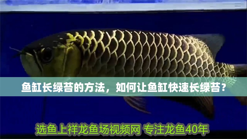 魚缸長綠苔的方法，如何讓魚缸快速長綠苔？