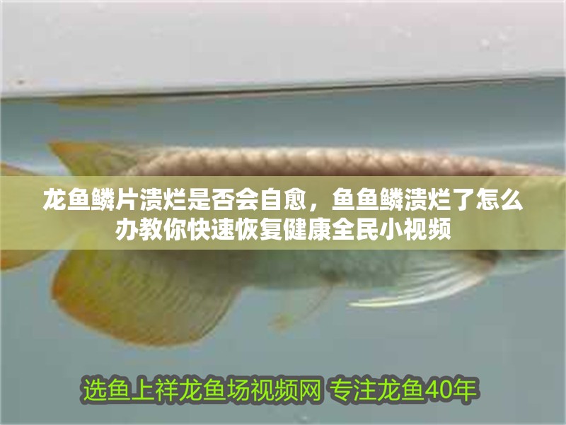 龍魚鱗片潰爛是否會自愈，魚魚鱗潰爛了怎么辦教你快速恢復健康全民小視頻