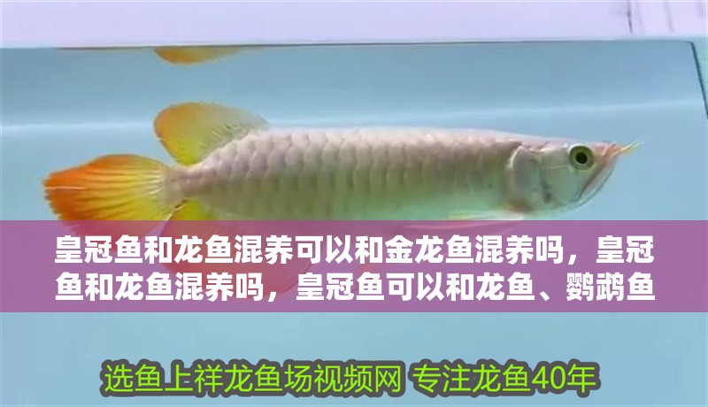 皇冠魚(yú)和龍魚(yú)混養(yǎng)可以和金龍魚(yú)混養(yǎng)嗎，皇冠魚(yú)和龍魚(yú)混養(yǎng)嗎，皇冠魚(yú)可以和龍魚(yú)、鸚鵡魚(yú)、鸚鵡魚(yú)混養(yǎng)嗎
