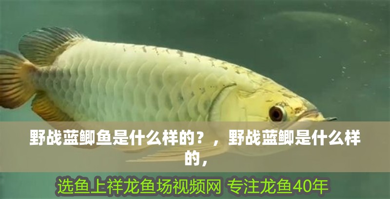 野戰藍鯽魚是什么樣的？，野戰藍鯽是什么樣的，