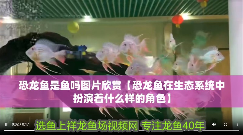 恐龍魚是魚嗎圖片欣賞【恐龍魚在生態系統中扮演著什么樣的角色】