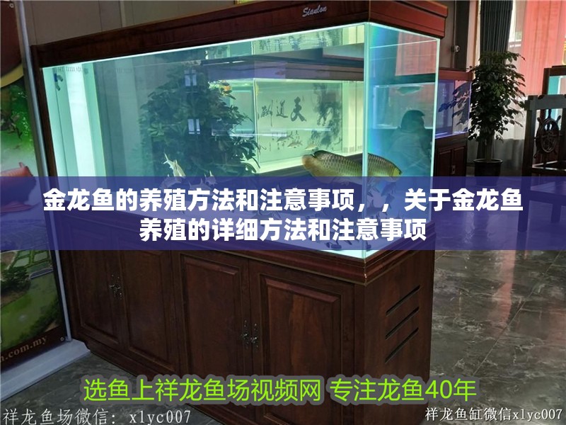 金龍魚的養殖方法和注意事項，，關于金龍魚養殖的詳細方法和注意事項