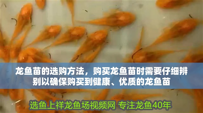 龍魚苗的選購方法，購買龍魚苗時需要仔細辨別以確保購買到健康、優質的龍魚苗